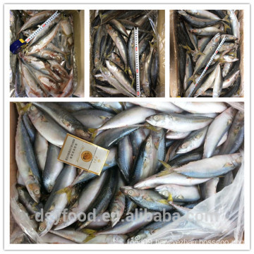 high quality new catched sea frozen mackerel